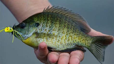 bluegill fish|Bluegill Fishing 101: A Beginner's Guide .